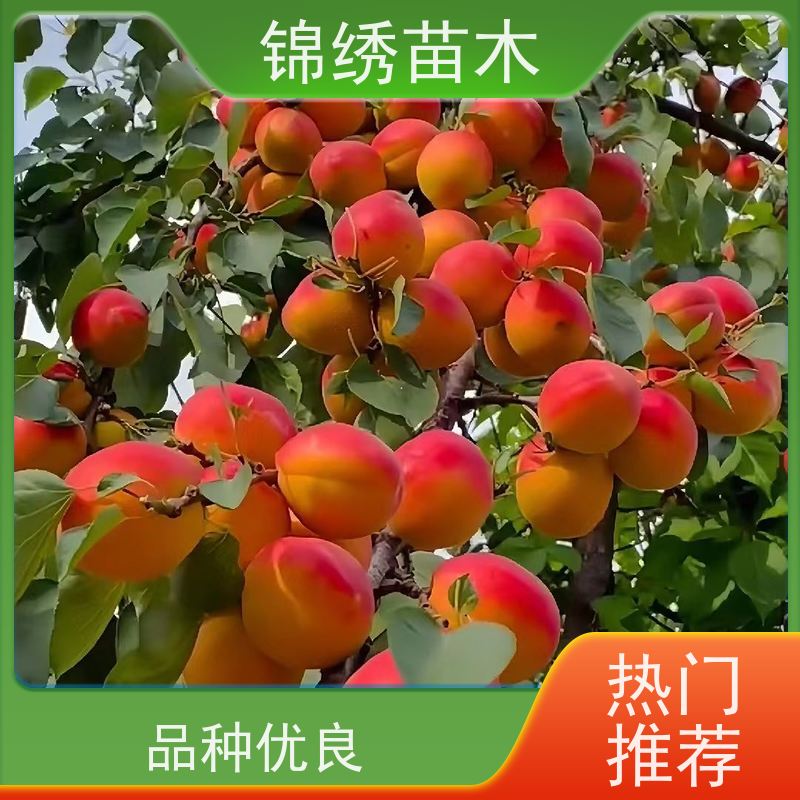 出售香蜜杏苗 盆栽地栽果树苗 果林果园种植苗 生长旺盛 当年结果