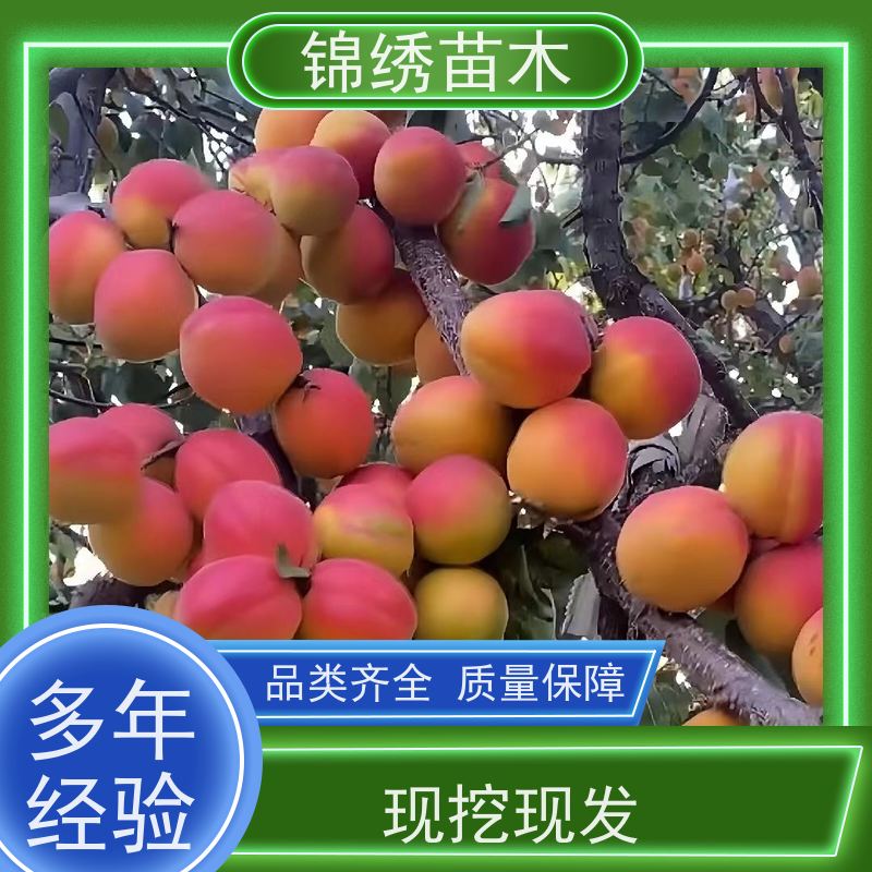 红梅杏当年杏树苗 优选丰园红杏苗易于管理 早熟新品种凯特杏 丰产早