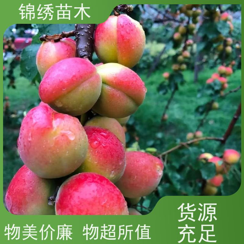 甜杏树苗 晚红杏 杏树苗 经济林果树苗木 冠幅大 1-12公分 苗圃直供
