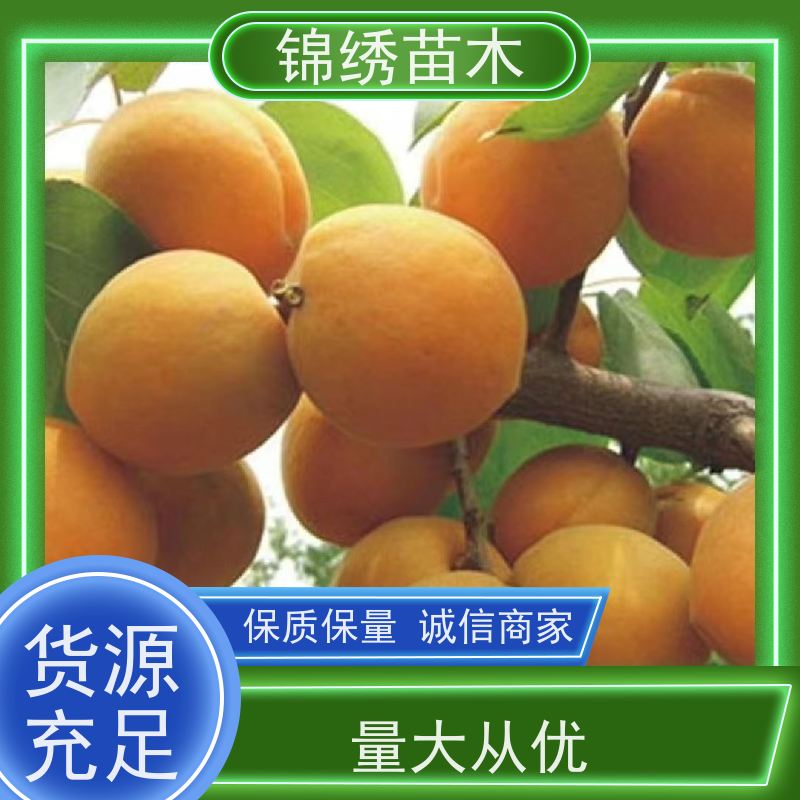 小白杏杏树苗可溶性固形物含量高 口感香甜多汁 采摘园优选
