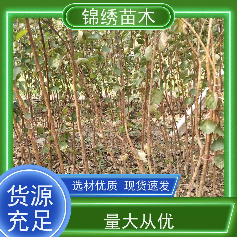 晚红杏 杏树苗 经济林带优选品种 栽植果树苗 丰产性强 当年结果