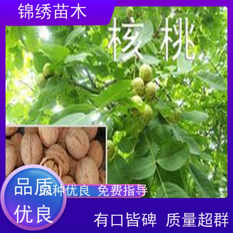 嫁接香玲核桃苗 清香纸皮核桃树苗 根系发达植株健壮 移栽当年挂果多