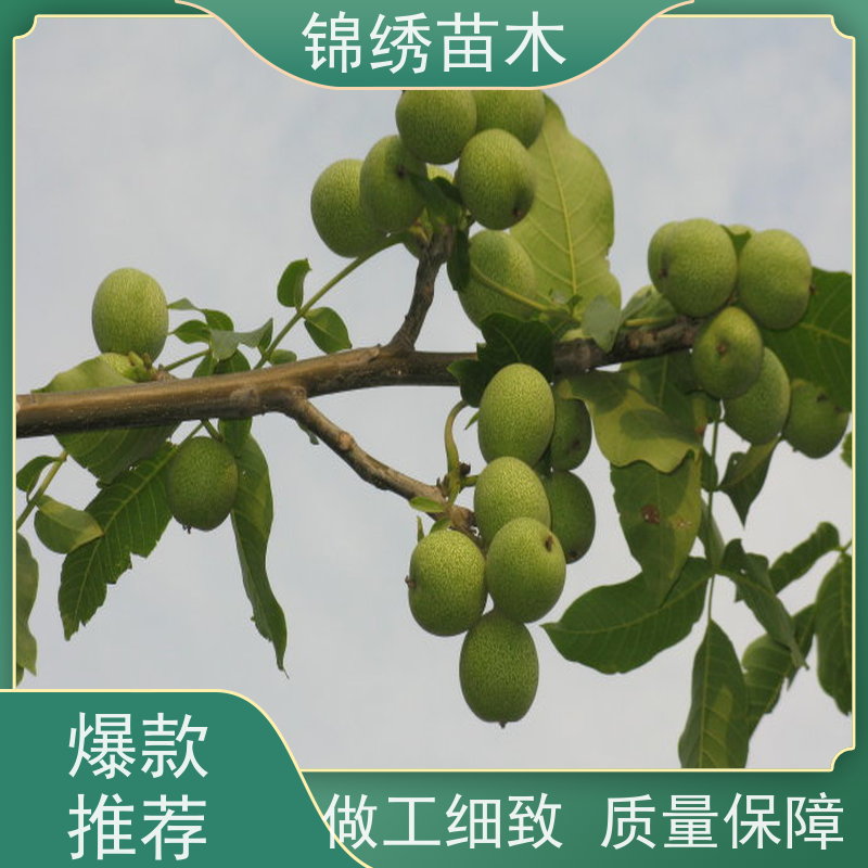 核桃苗 嫁接薄壳美国山核桃9818伊朗红等新品种 果树苗木基地直发