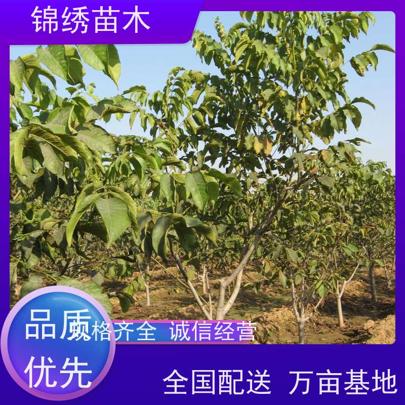 香玲核桃苗批发 成活率高适应性强 清香核桃树苗密植栽培产量高