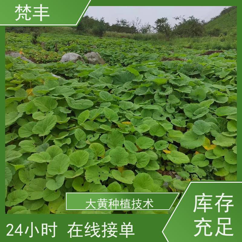 梵丰 大黄产地 成活率高 品质好 长期供应 诚信经营