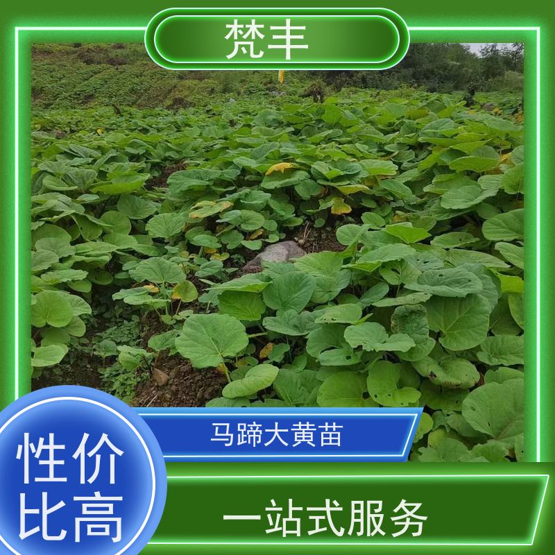 梵丰 大黄驯化技术 庭院绿化常绿苗木 盆栽耐寒易活苗