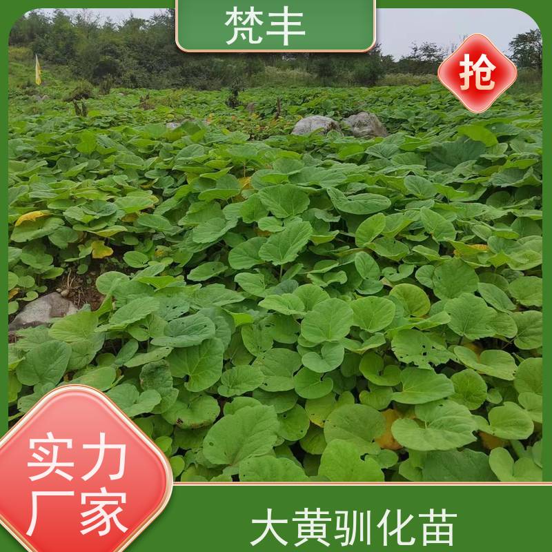 梵丰 大黄回收 成活率高 品质好 库存充足 厂家供应