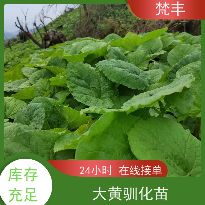 梵丰 马蹄大黄苗 中药材苗容易种活 库存充足 成活率高