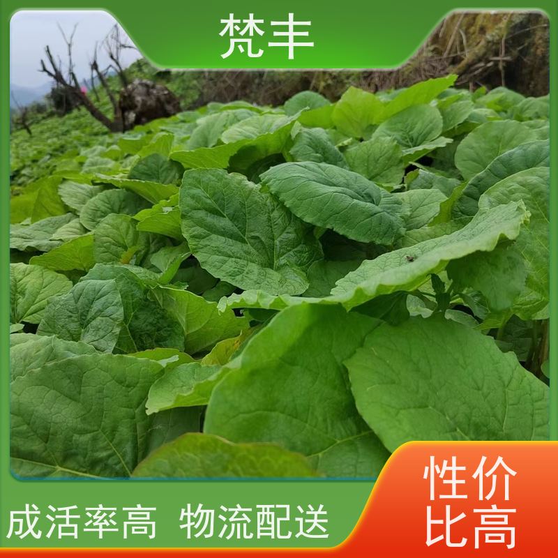 梵丰 大黄种子 活抗虫害全国发货 在线接单 物流配送 