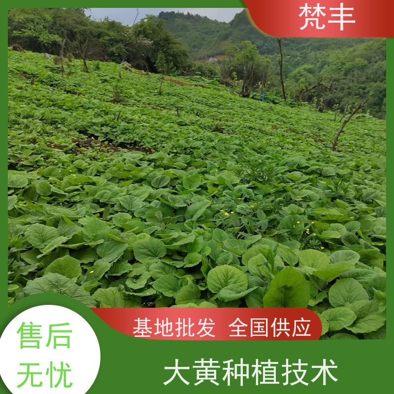 梵丰 大黄饮片 原产地 种植基地 盆栽耐寒易活苗