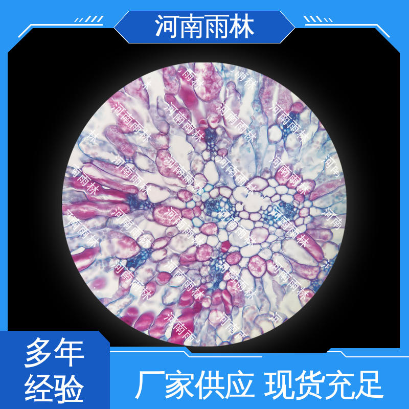 源头工厂 可提供材料 颜色鲜亮 植物切片 雨林教育工程