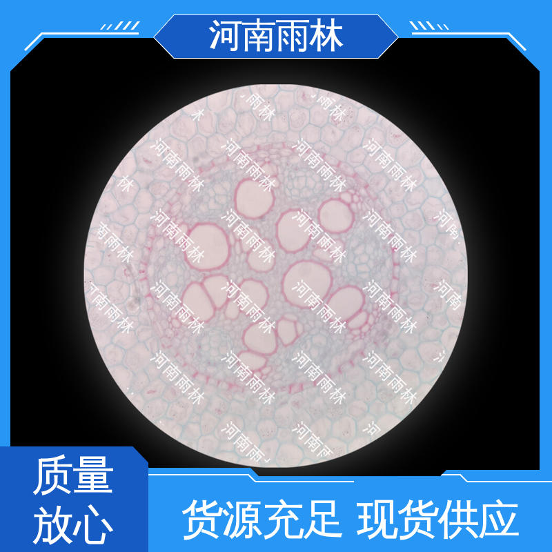 雨林教育工程 切片安全 性价比高 植物标本 厂家销售