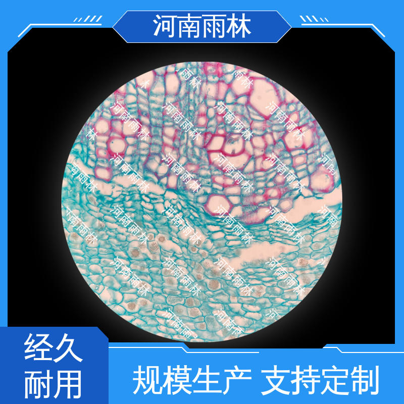 可定制 源头工厂 一对一质检 实验标本 雨林教育工程