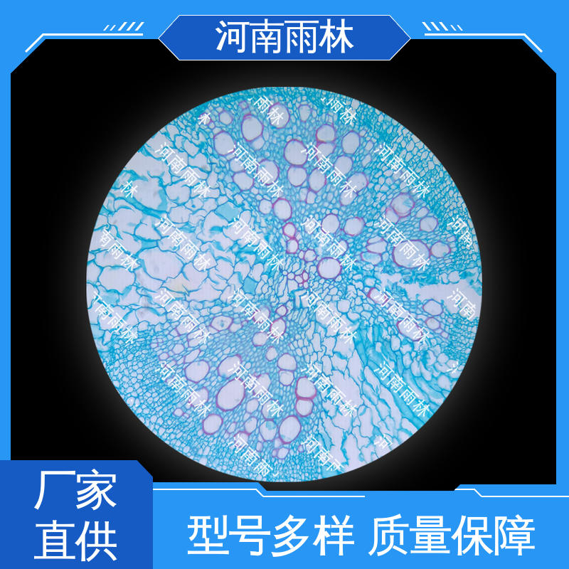 厂家销售 细胞清晰 性价比高 病害标本 雨林教育工程
