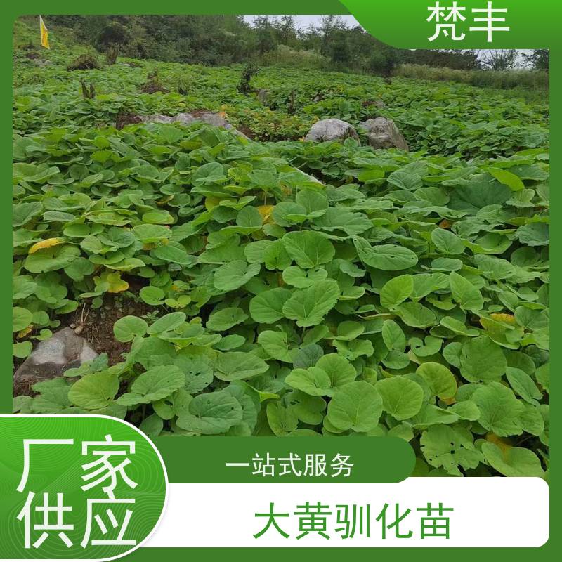 梵丰 大黄驯化苗 原产地 种植基地 库存充足 成活率高