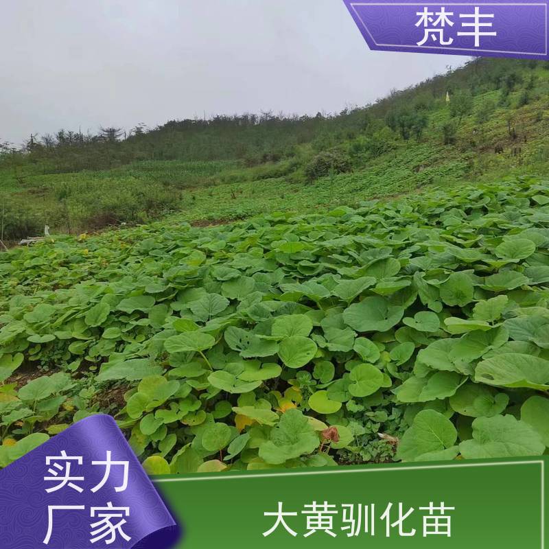 梵丰 大黄产地 活抗虫害全国发货 长期供应 诚信经营