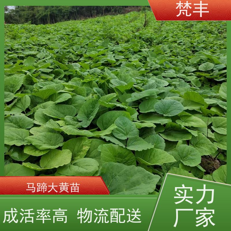 梵丰 大黄用途 庭院绿化常绿苗木 盆栽耐寒易活苗
