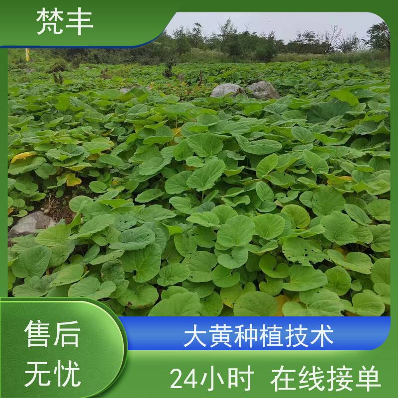 梵丰 大黄驯化 活抗虫害全国发货 欢迎来电洽谈