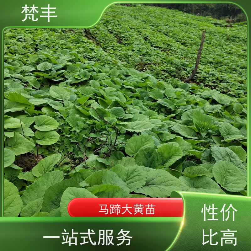 梵丰 大黄饮片 活抗虫害全国发货 欢迎来电洽谈