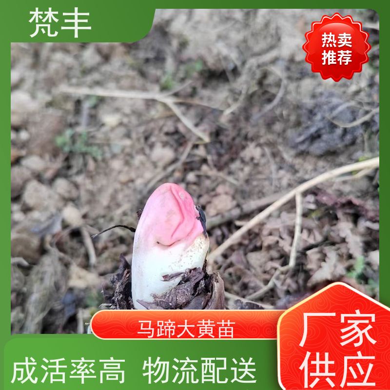 梵丰 大黄驯化 庭院绿化常绿苗木 库存充足 厂家供应