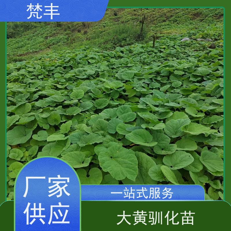 梵丰 大黄育苗 活抗虫害全国发货 在线接单 物流配送 