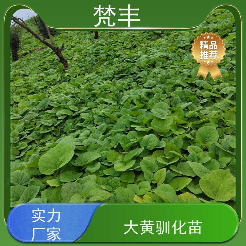 梵丰 大黄用途 原产地 种植基地 盆栽耐寒易活苗