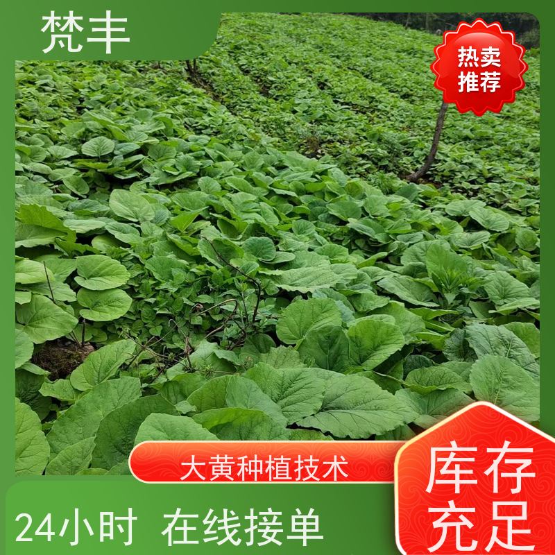 梵丰 马蹄大黄苗 原产地 种植基地 盆栽耐寒易活苗