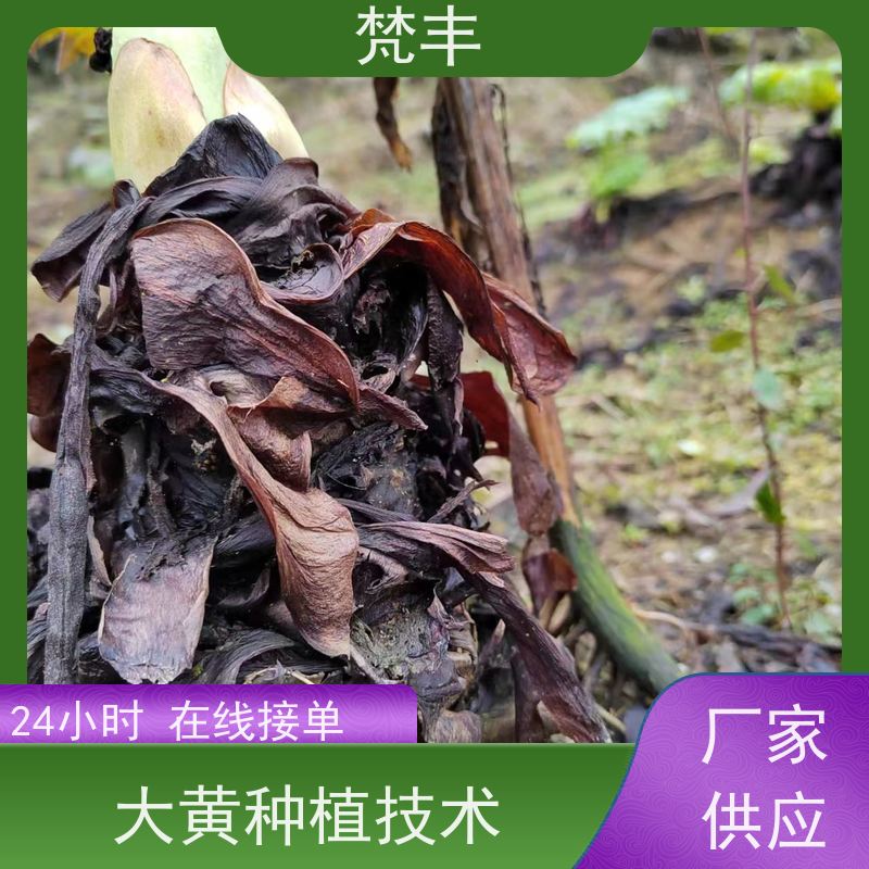 梵丰 大黄驯化苗 原产地 种植基地 欢迎来电洽谈