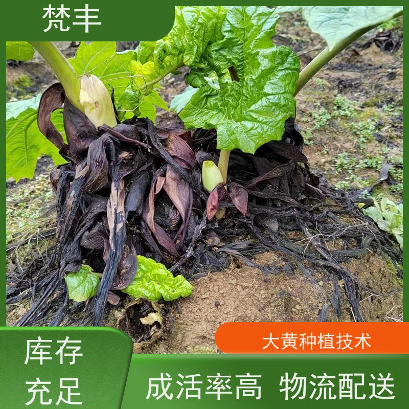 梵丰 大黄基地 庭院绿化常绿苗木 长期供应 诚信经营