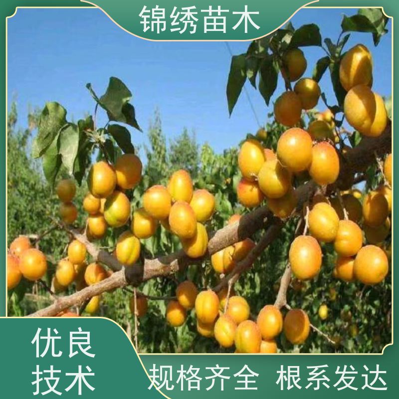 现货批发杏苗红梅杏 丰园红 一级杏树苗 品种优选 易成花 因地制宜栽培