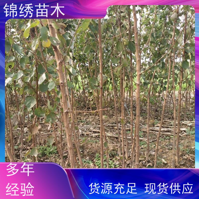 杏苗 当年杏树苗 经济林栽植 冠幅大 1-12公分露地栽培 采摘园优选