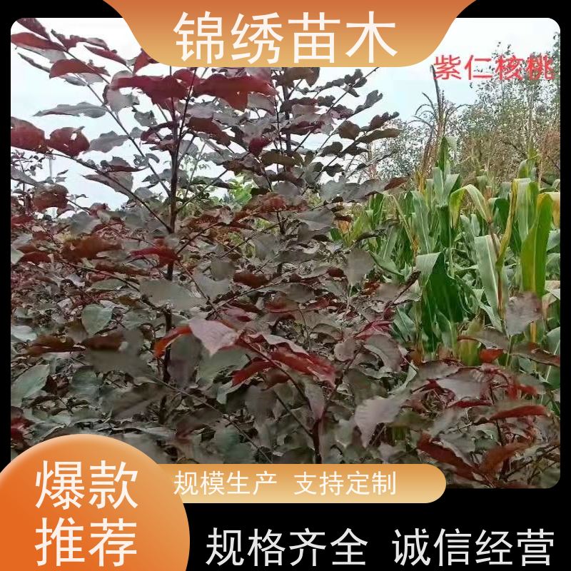 嫁接薄皮核桃苗 中林 辽核 根系发达植株健壮 合理选种 移栽当年挂果