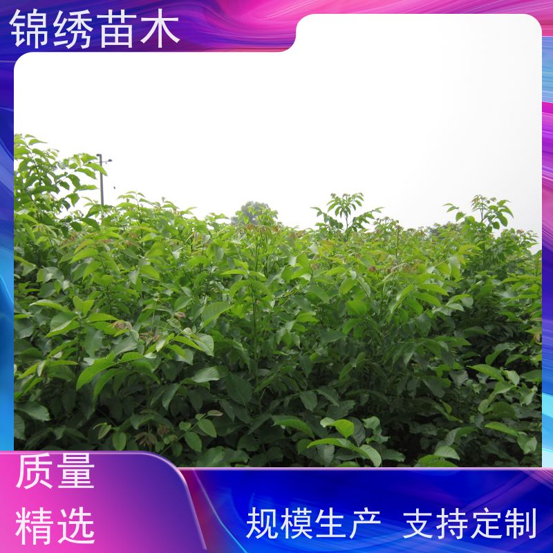 核桃树苗繁育基地 各种规格 碧根果苗薄壳 多品种香玲核桃苗栽培