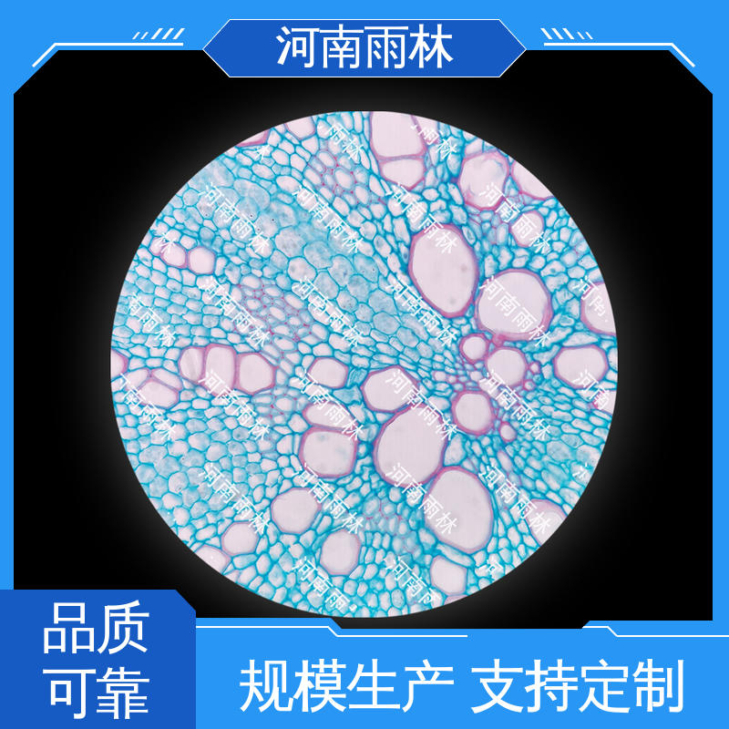 个性化定做 可提供材料 显微标本 品质优良 雨林教育工程