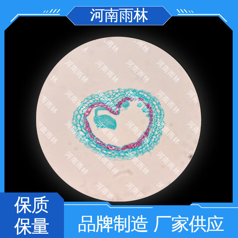 实验标本 源头工厂 可后期加工 一对一质检 雨林教育