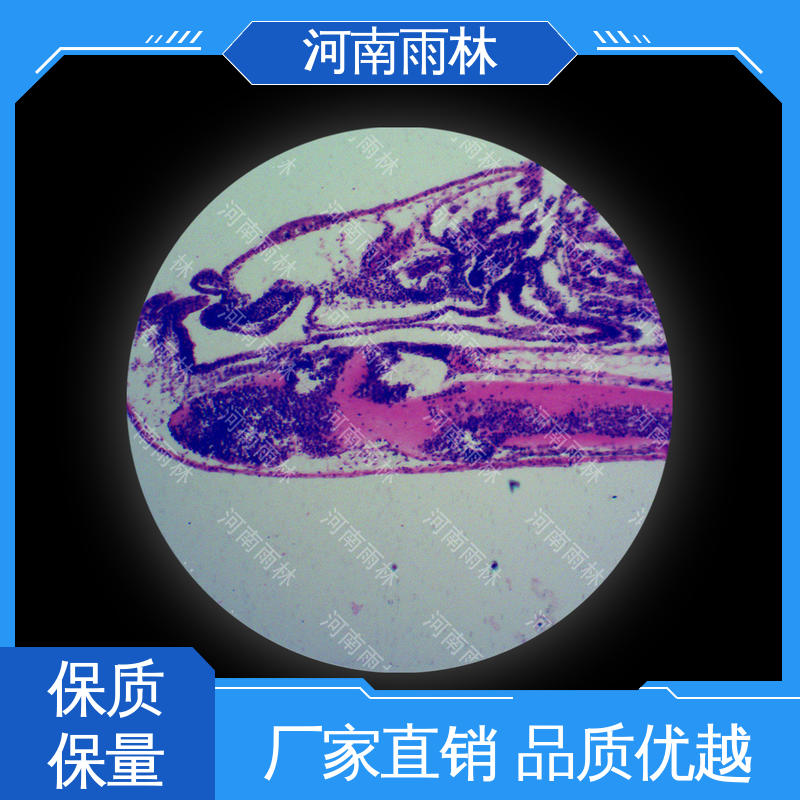 雨林教育工程 生物切片 性价比高 个性化定做 质量保障