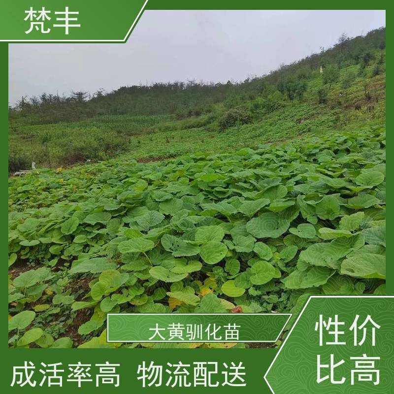 梵丰 大黄专用除草剂 中药材苗容易种活 基地直发 长期供应