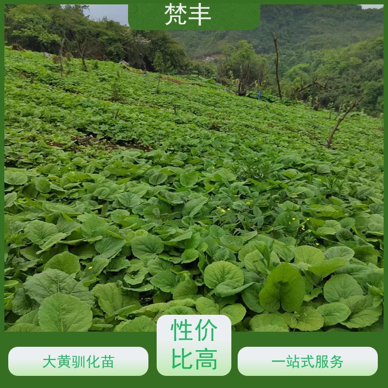 梵丰 大黄驯化种子 成活率高 品质好 长期供应 诚信经营