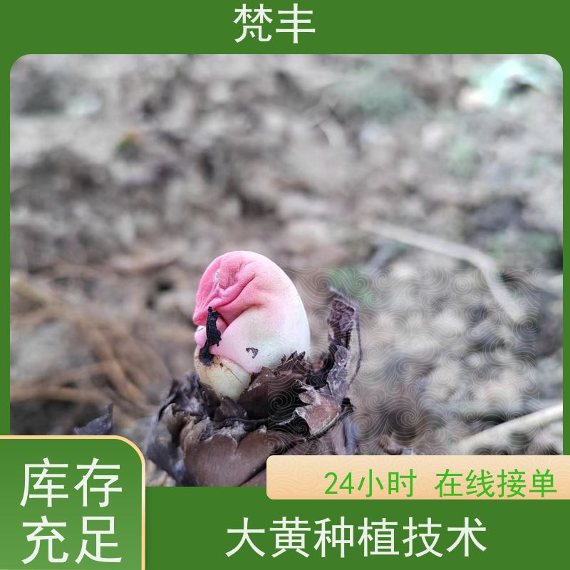 梵丰 大黄驯化种子 现挖 好种 易活 基地直发 供货及时