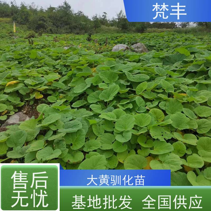 梵丰 大黄种子 现挖 好种 易活活 长期供应 诚信经营