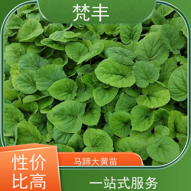 梵丰 大黄施肥 原产地 种植基地 在线接单 物流配送 
