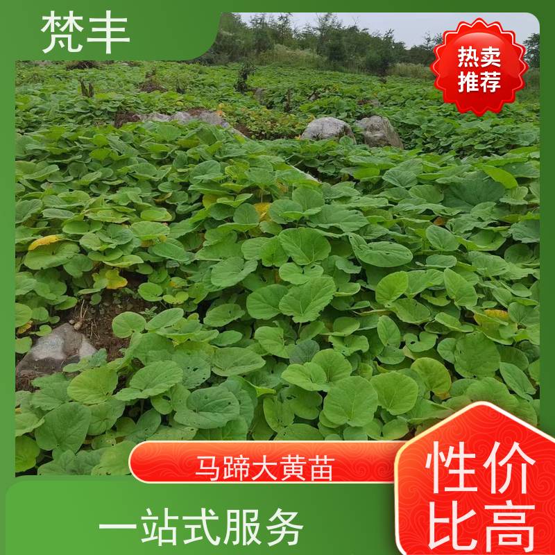 梵丰 大黄种植技术 成活率高 品质好 欢迎来电洽谈