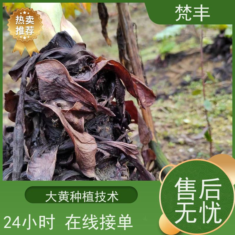 梵丰 大黄回收 庭院绿化常绿苗木 库存充足 厂家供应