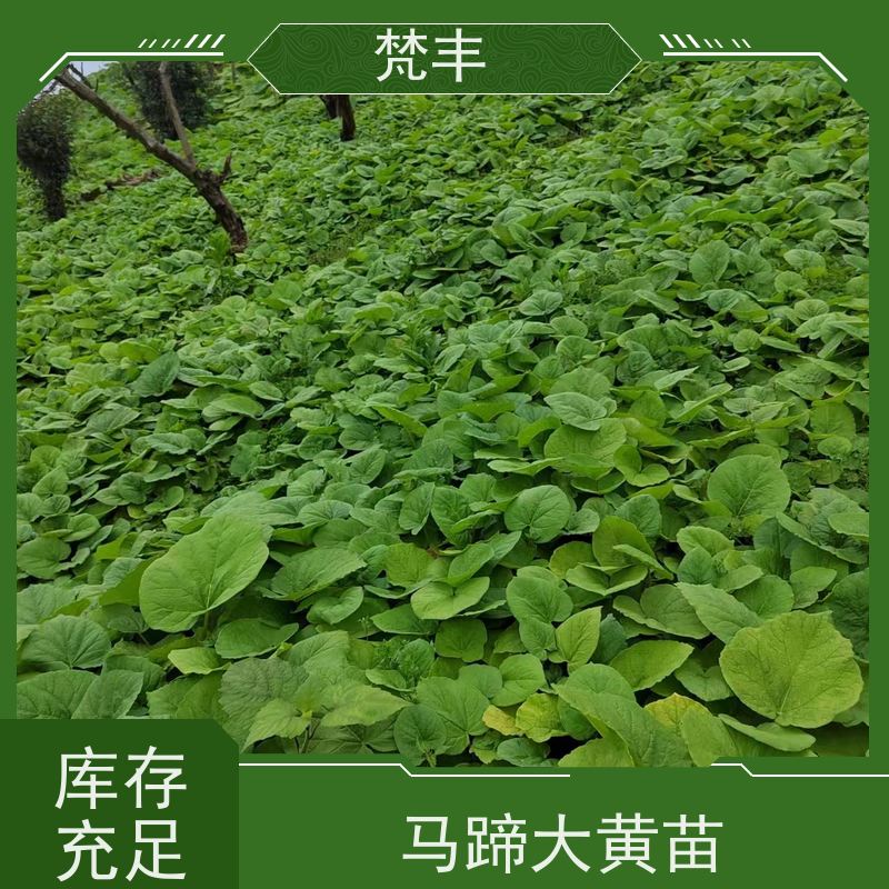 梵丰 大黄管理方法 活抗虫害全国发货 欢迎来电洽谈