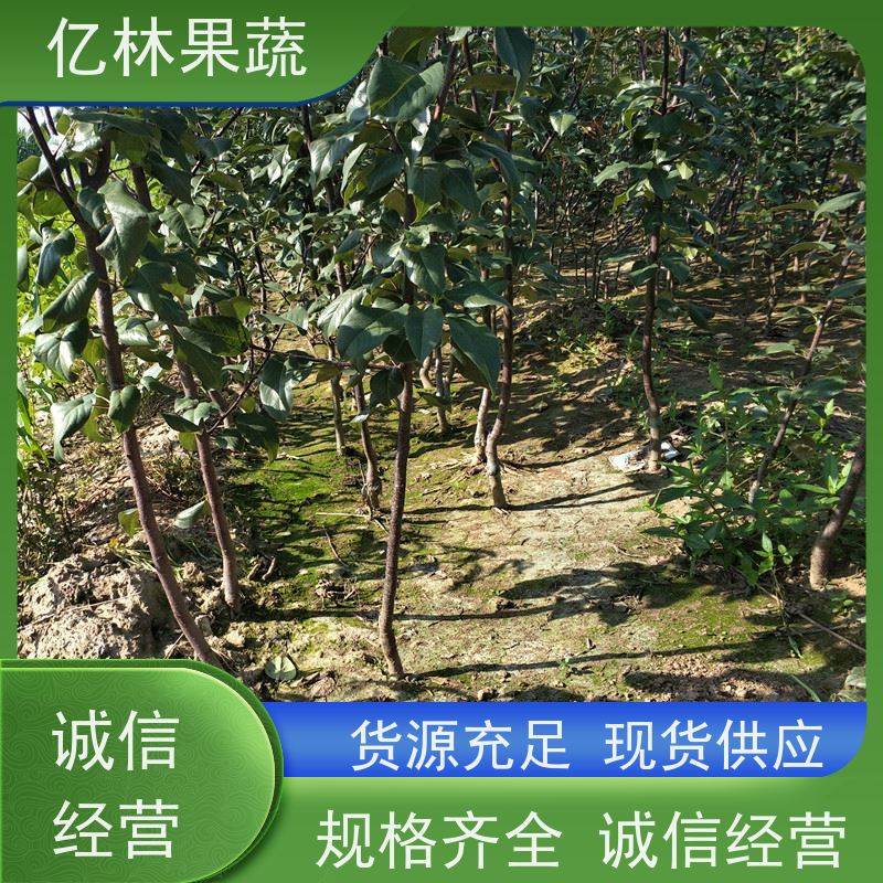亿林苗木 黄桃苗 现挖现发 口感香甜 果实饱满味道好