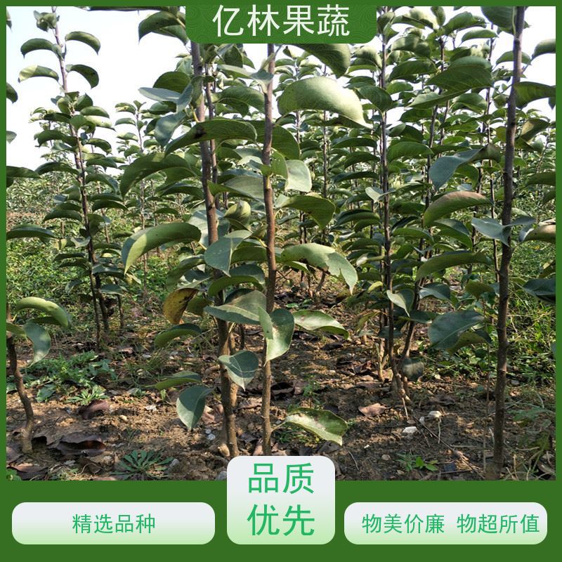 基地供应 园林嫁接桃苗 晚熟品种桃 口感脆甜 根系饱满成活率高