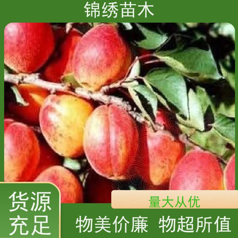 基地出售香蜜杏苗 1-10公分丰园红杏树苗 早熟新品种红梅杏 当年结果