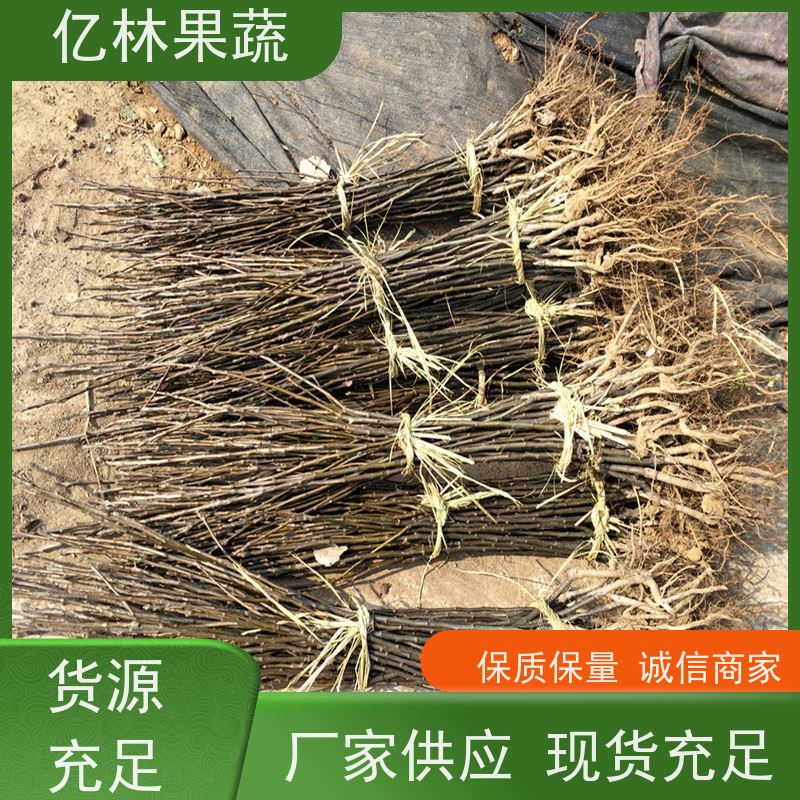 基地供应 冬桃苗 现挖现发新鲜 粗两公分 易栽培桃树苗