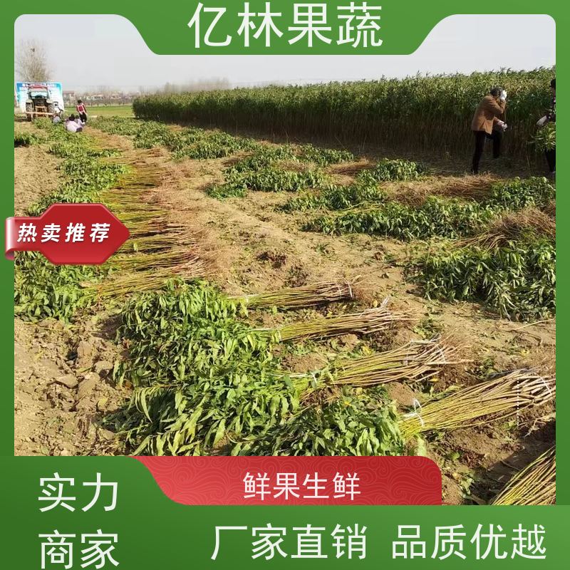 基地培育 秋彤桃 嫁接技术指导 抗寒能力强 果实饱满味道好