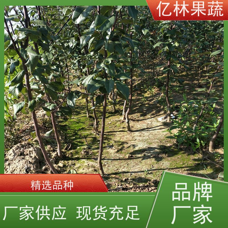亿林苗木 冬桃苗 盆栽地栽庭院桃树苗苗 成活率高